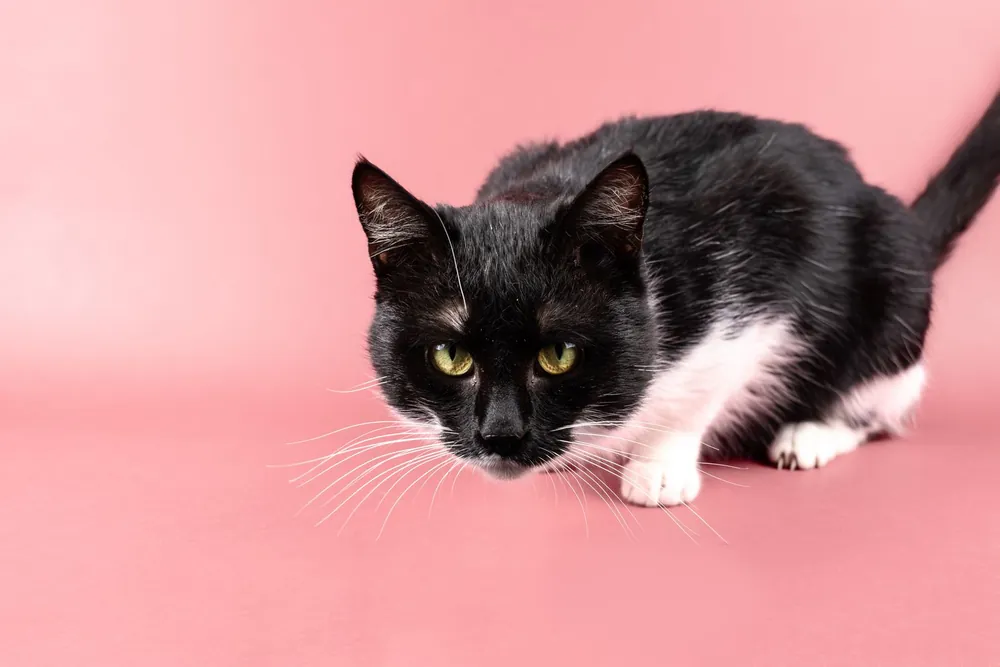 Gato blanco y negro
